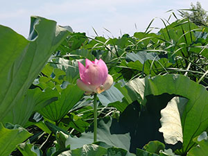 つつじが岡公園