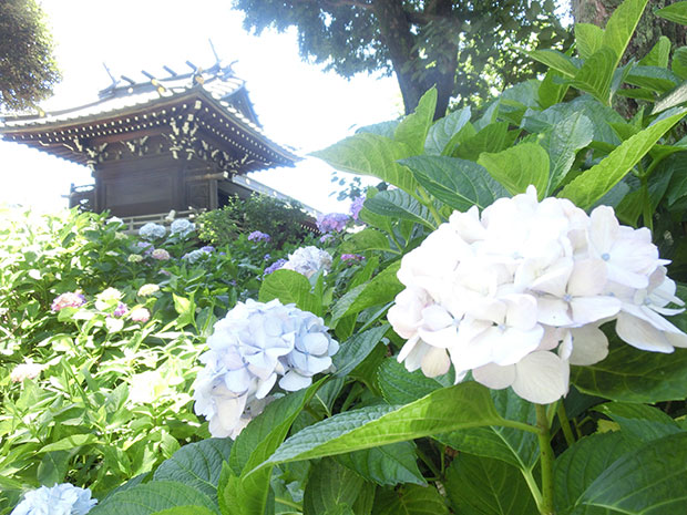 紫陽花の名所 白山神社