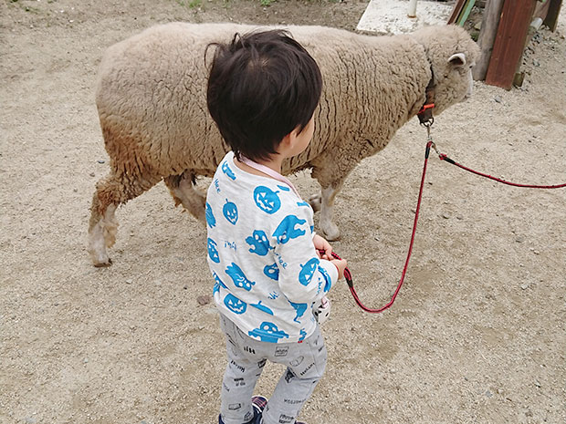 りんどう湖ファミリー牧場 ミルクあげ体験