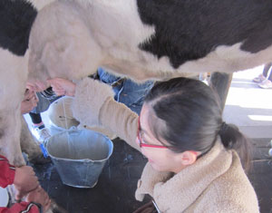 グリーン牧場 乳搾り体験