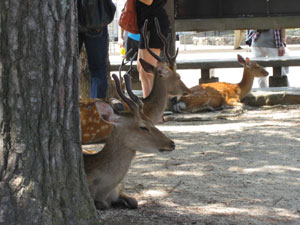 広島旅行 宮島の鹿
