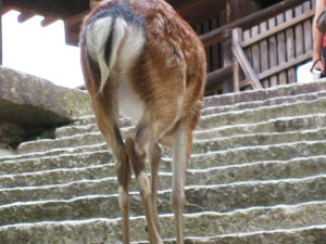 広島旅行 鹿が付いてきた