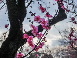 東京散歩 小石川後楽園の梅