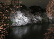 東京散歩 千鳥ヶ淵の桜