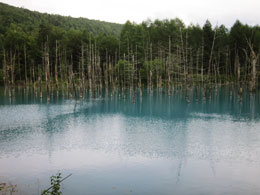 北海道旅行 青い池